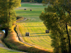 fields of hay iowa