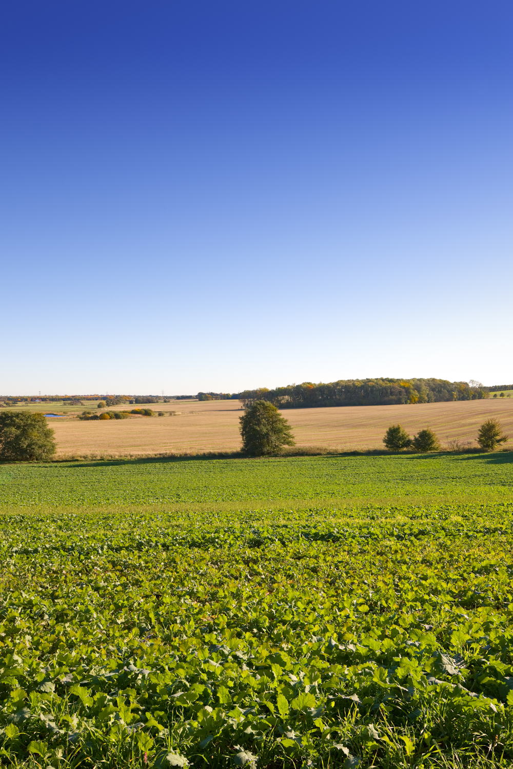 iowa farmland