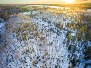 minnesota forest in Pipestone County