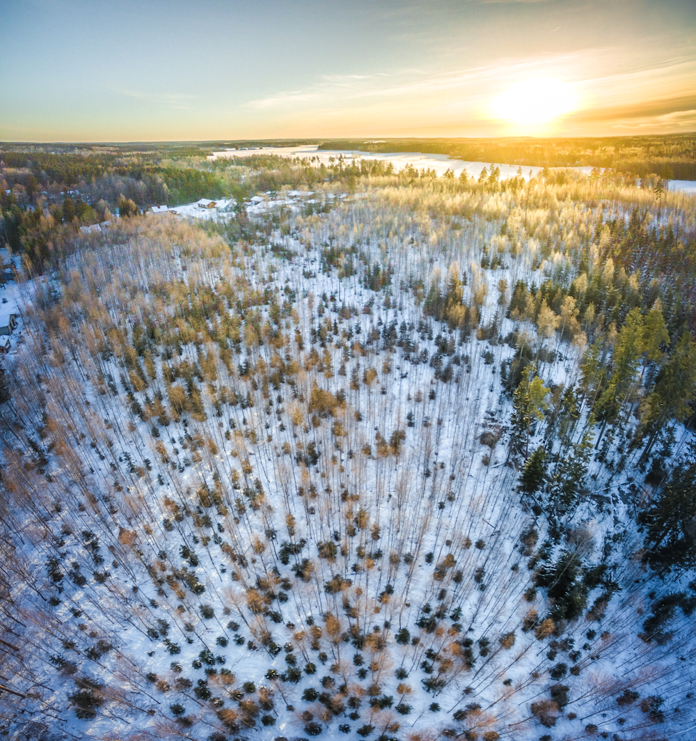 minnesota forest in Pipestone County