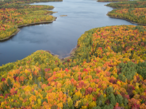 minnesota forest in Lyon County