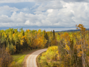 minnesota forest road in Watonwan County