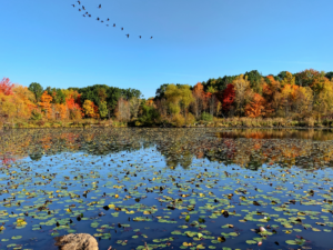 minnesota lake in Jackson County